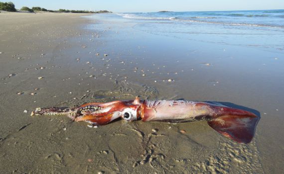 אירוע חריג: דיונון ענק נפלט לחוף מעגן מיכאל | תיעוד