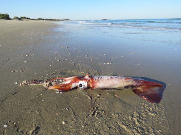 אירוע חריג: דיונון ענק נפלט לחוף מעגן מיכאל | תיעוד