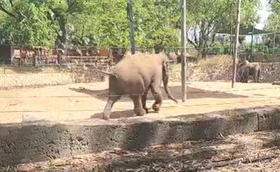 כך הגיבו הפילים בספארי לצפירה של יום הזיכרון
