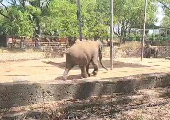 כך הגיבו הפילים בספארי לצפירה של יום הזיכרון