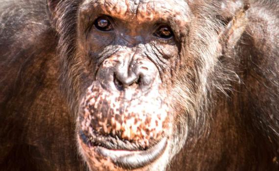 השימפנזה המבוגרת ביותר בספארי הלכה לעולמה