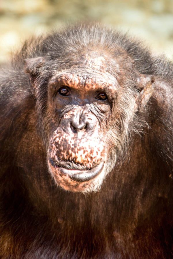 השימפנזה המבוגרת ביותר בספארי הלכה לעולמה