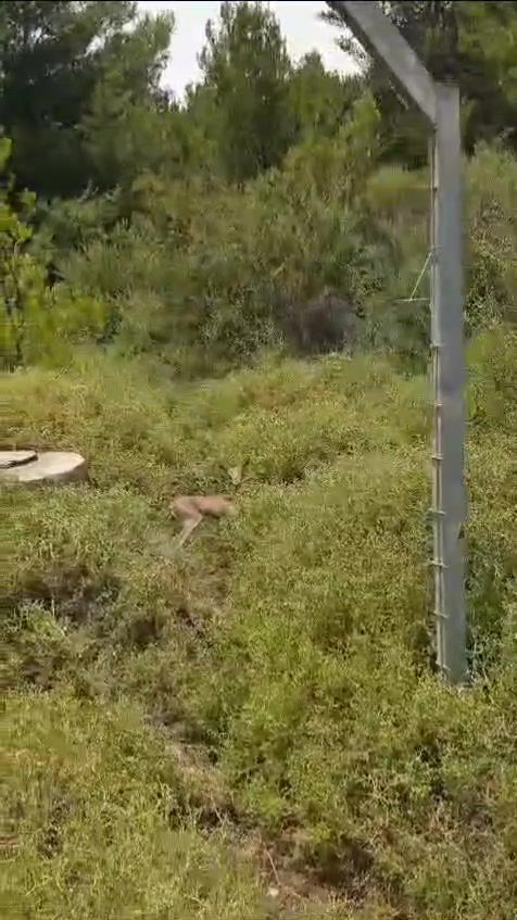 העופר הקטן שוחרר לטבע לאחר שנפל לתוך בור בצפת