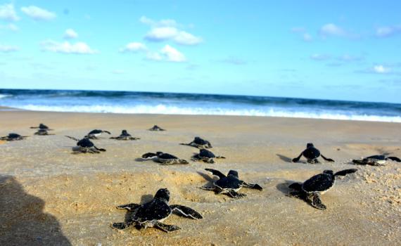 צב השעה: החלה עונת הטלת צבי הים | תיעוד
