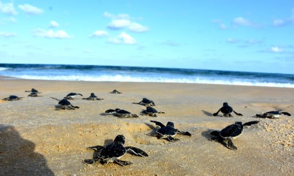 צב השעה: החלה עונת הטלת צבי הים | תיעוד