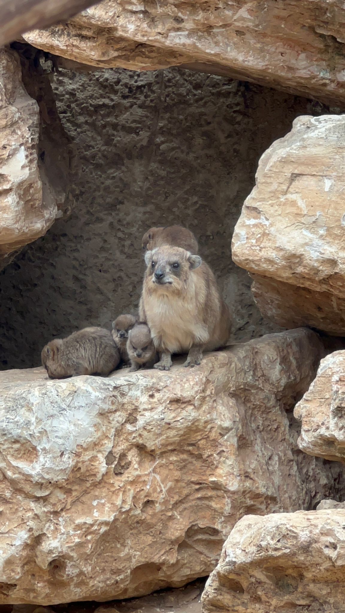 תיעוד חמוד: שפני הסלע החדשים של הספארי | צפו