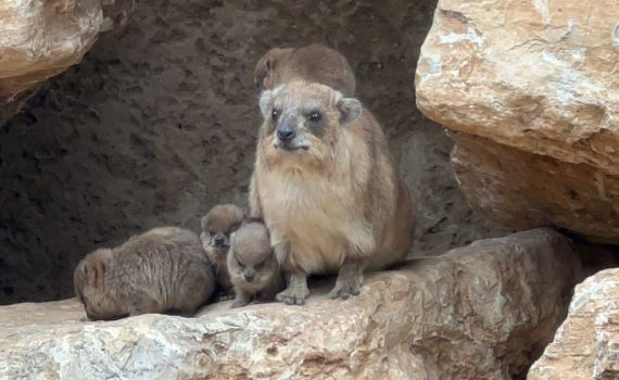 תיעוד חמוד: שפני הסלע החדשים של הספארי | צפו