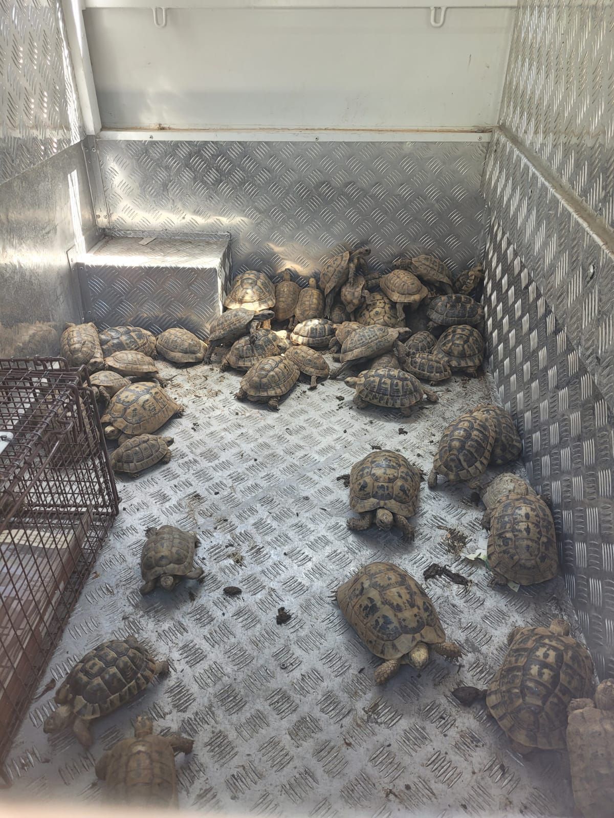 בניגוד לחוק: עשרות צבי יבשה אותרו בבית פרטי בראשל"צ