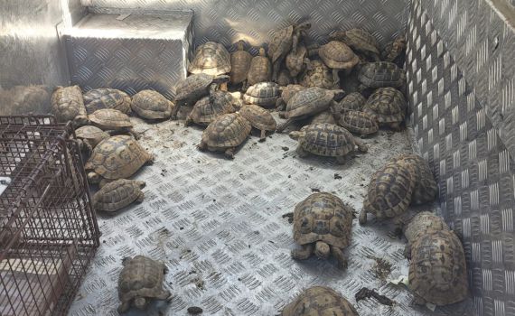 בניגוד לחוק: עשרות צבי יבשה אותרו בבית פרטי בראשל"צ