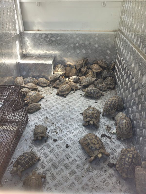 בניגוד לחוק: עשרות צבי יבשה אותרו בבית פרטי בראשל"צ