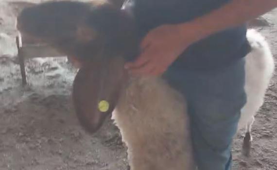 ערבים תקפו ושדדו עדר של יהודי בבקעת הירדן