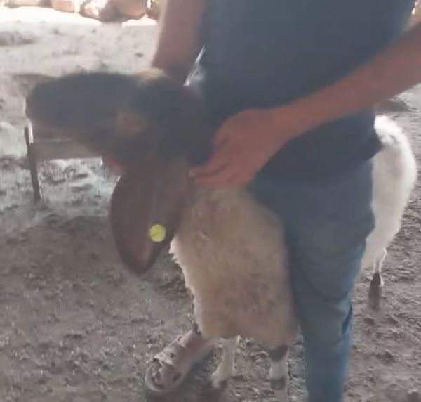 ערבים תקפו ושדדו עדר של יהודי בבקעת הירדן