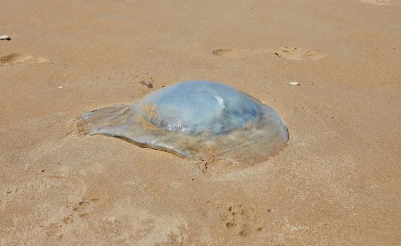נעקצתם ממדוזה? כך תטפלו בעקיצה הצורבת