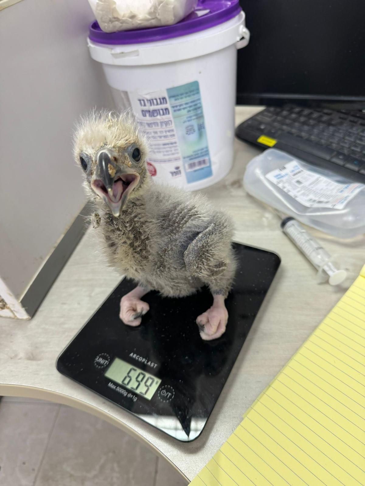 בספארי חוגגים: 2 גוזלים לעוף שנכחד לגמרי מישראל