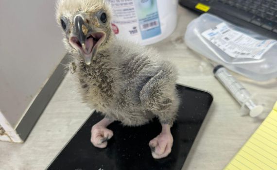 בספארי חוגגים: 2 גוזלים לעוף שנכחד לגמרי מישראל