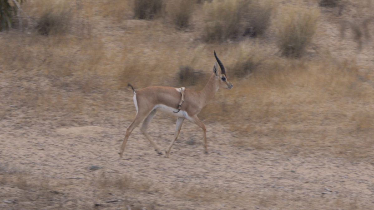 מראה נדיר: הצבי בעל ששת הרגליים תועד שוב בנגב