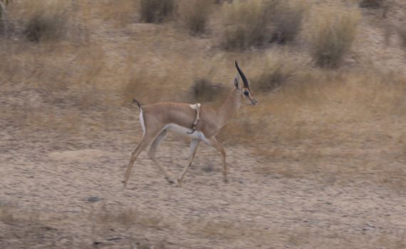 מראה נדיר: הצבי בעל ששת הרגליים תועד שוב בנגב