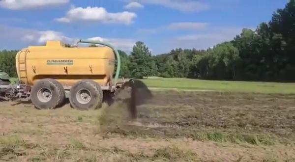 דיווח: בפולין מפזרים צואת חזירים להרחיק מסתננים
