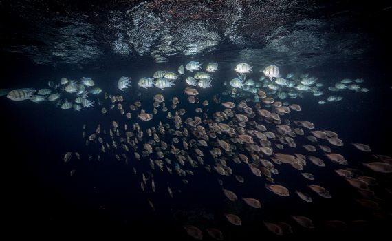 בתופים ובמחול: צפו בריקוד המיוחד של להקת הדגים