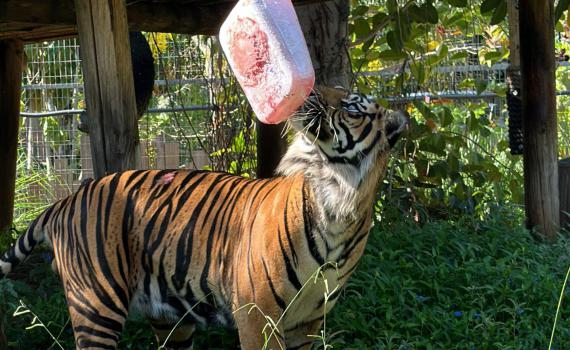 בלי הנחות: כדי להגיע לשלגון הטיגריס צריך לקפוץ