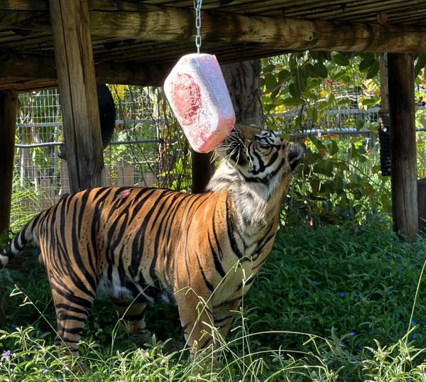 בלי הנחות: כדי להגיע לשלגון הטיגריס צריך לקפוץ