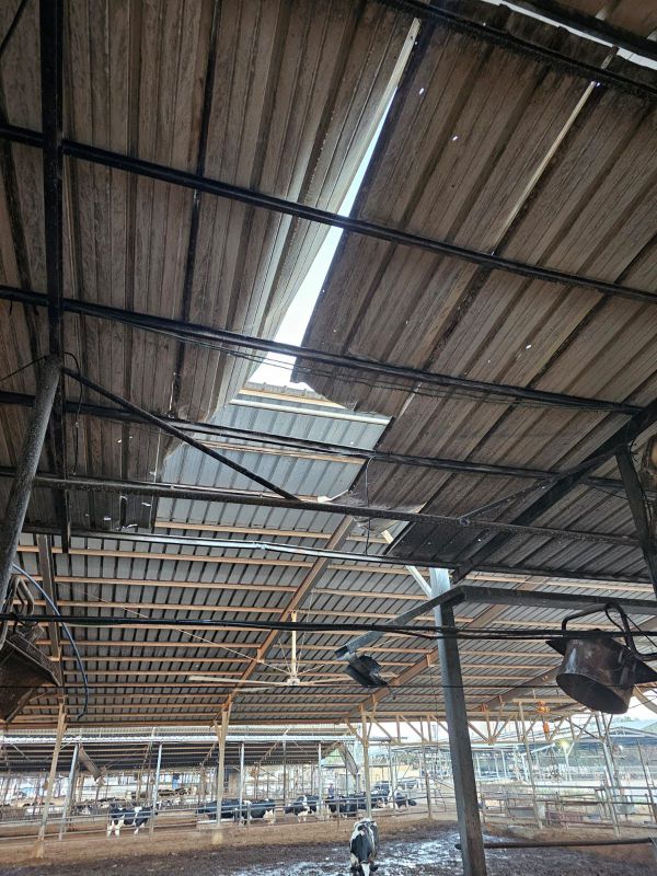 רקטה נפלה בתוך רפת בעין השלושה: שלוש פרות נהרגו