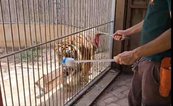 צפו: כך מטפלים בספארי בטיגריס פצוע