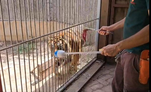 צפו: כך מטפלים בספארי בטיגריס פצוע