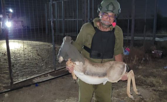 במבצע מיוחד: 6 צבאים חולצו מתוך כפר פלסטיני