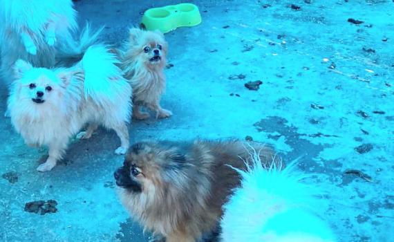 כלבים גנובים וסמים נתפסו בבית משפחת פשע בחדרה