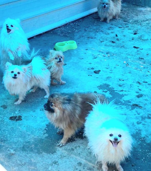 כלבים גנובים וסמים נתפסו בבית משפחת פשע בחדרה