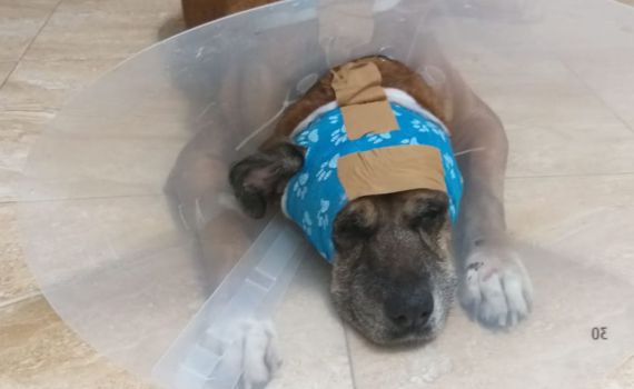 אישום: תקף תושב בית שמש ודקר את כלבו