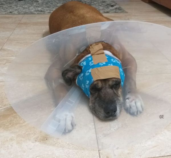 אישום: תקף תושב בית שמש ודקר את כלבו