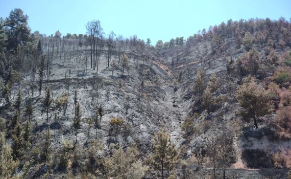 מעל 800 דונם: תיעוד מנזקי השריפות בצפון