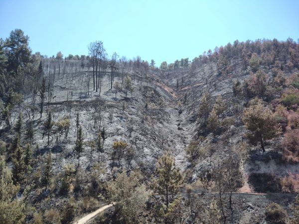 מעל 800 דונם: תיעוד מנזקי השריפות בצפון