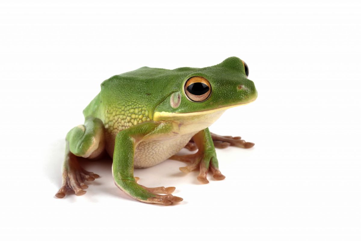 חייל הרג צפרדע במיקרוגל והורד לדרגת טוראי