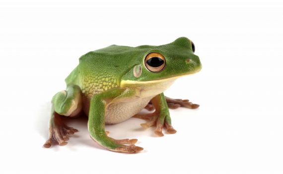 חייל הרג צפרדע במיקרוגל והורד לדרגת טוראי