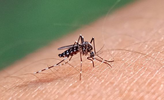 אזור המרכז: 42 חולים בקדחת הנילוס, 36 מונשמים