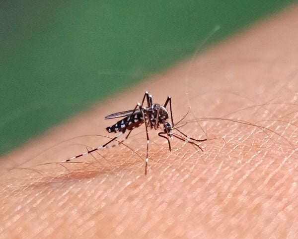 אזור המרכז: 42 חולים בקדחת הנילוס, 36 מונשמים