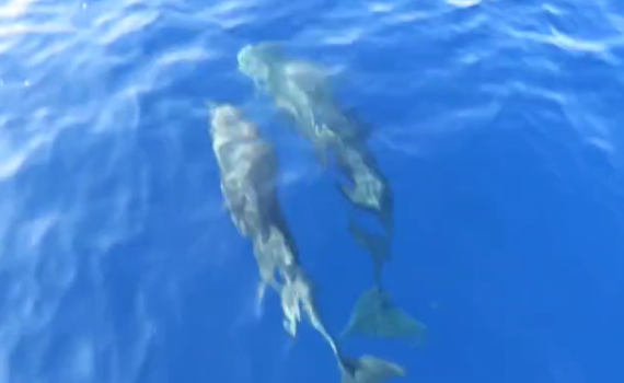 בדרך לשייטת 13? אמא וגור דולפיננים נצפו בעתלית