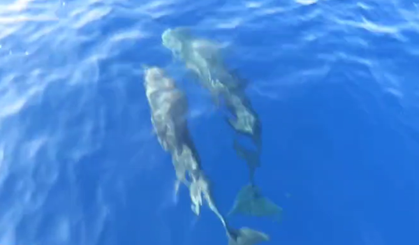 בדרך לשייטת 13? אמא וגור דולפיננים נצפו בעתלית