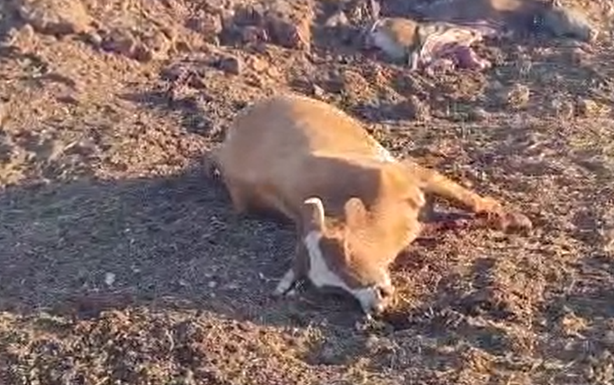 קשה לצפיה: פרות מבותרות מירי חיזבאללה בצפון
