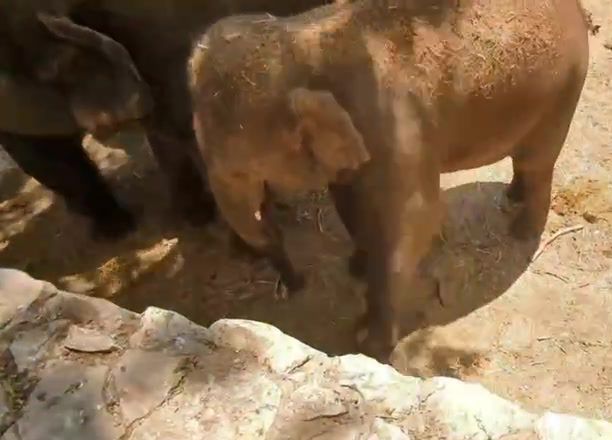 צפו: לכבוד היורו – גם הפילים משחקים כדורגל