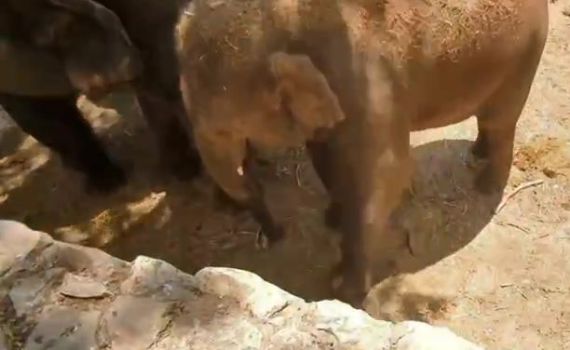 צפו: לכבוד היורו – גם הפילים משחקים כדורגל