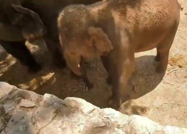 צפו: לכבוד היורו – גם הפילים משחקים כדורגל