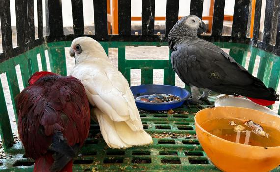 גנבו ציפורים יקרי ערך: שני תושבי הדרום נעצרו בחשד למעשה