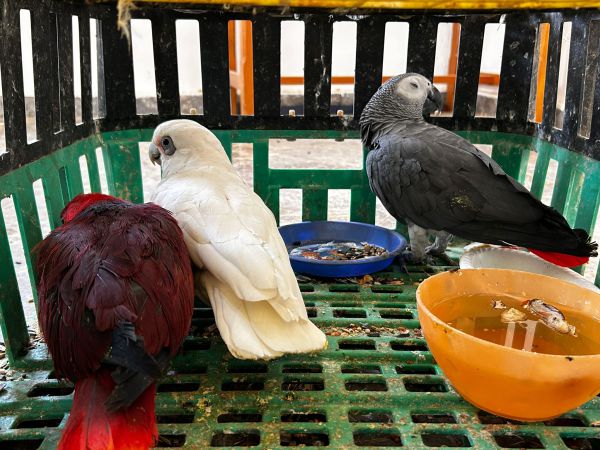 גנבו ציפורים יקרי ערך: שני תושבי הדרום נעצרו בחשד למעשה