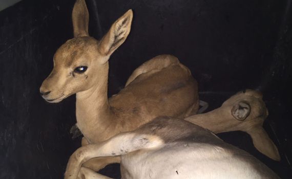 לחופש נולדו: 9 צבאים חולצו בבנימין לאחר שהוחזקו בכלובים