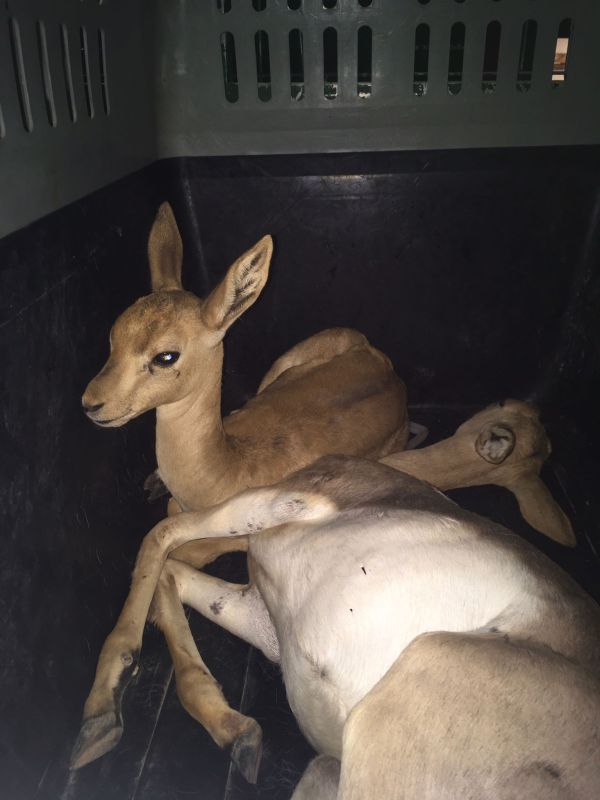 לחופש נולדו: 9 צבאים חולצו בבנימין לאחר שהוחזקו בכלובים