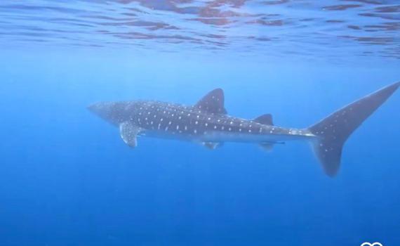 לא חושש מהחות'ים: הדג הגדול ביותר בעולם קפץ לביקור באילת